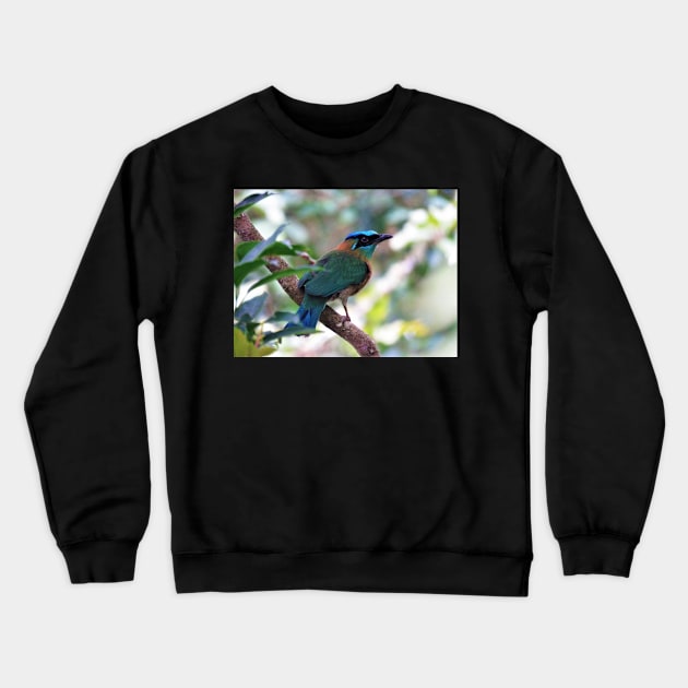 Blue Crowned Motmot Perching on Branch Photo Crewneck Sweatshirt by julyperson